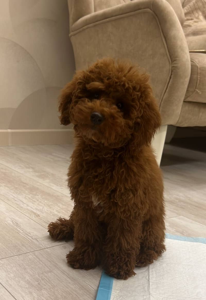 Poodle 0