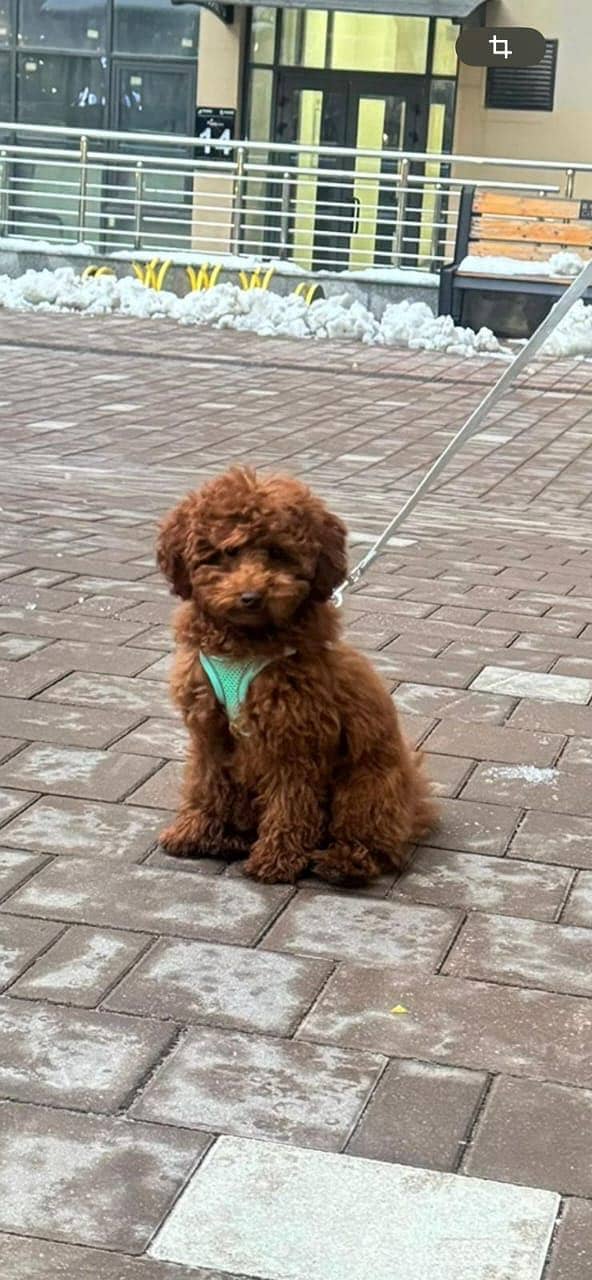 Poodle 1