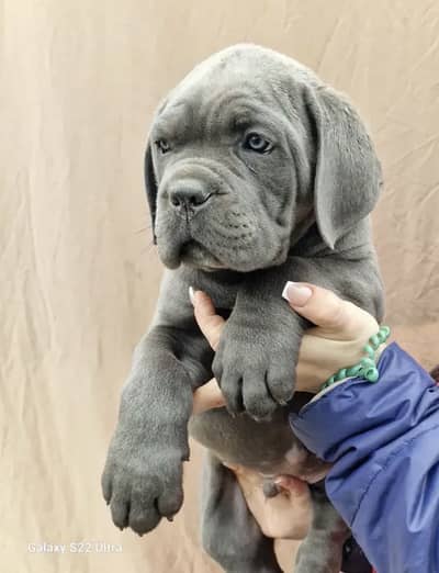 Cane carso