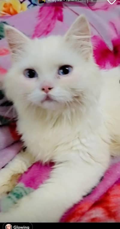 kittens for sale