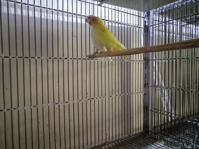 lovebird