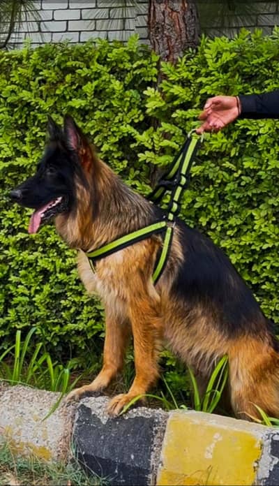 Imported Bloodline Long Coat German Shepherd