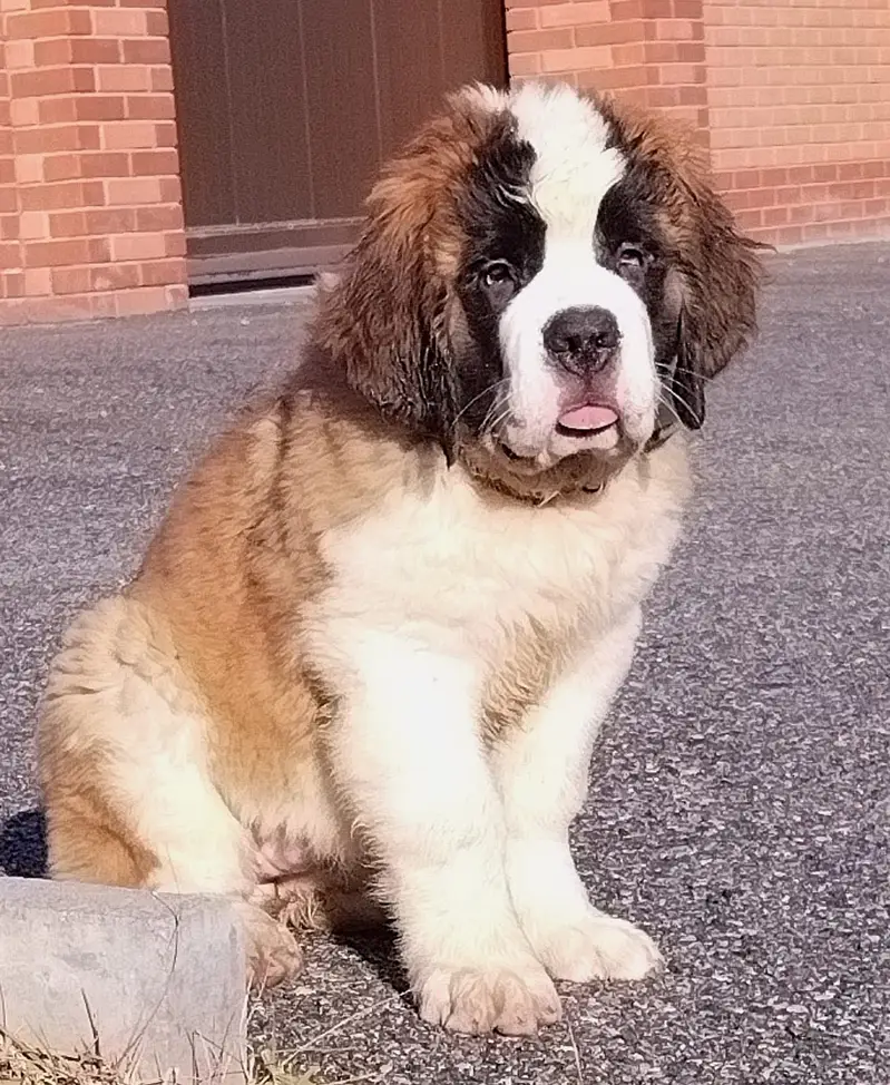 Saint Bernard