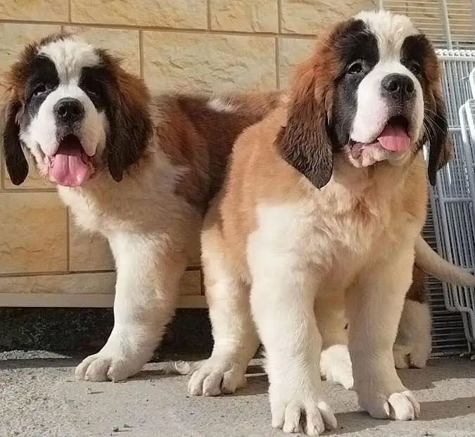 Saint Bernard — photo 2