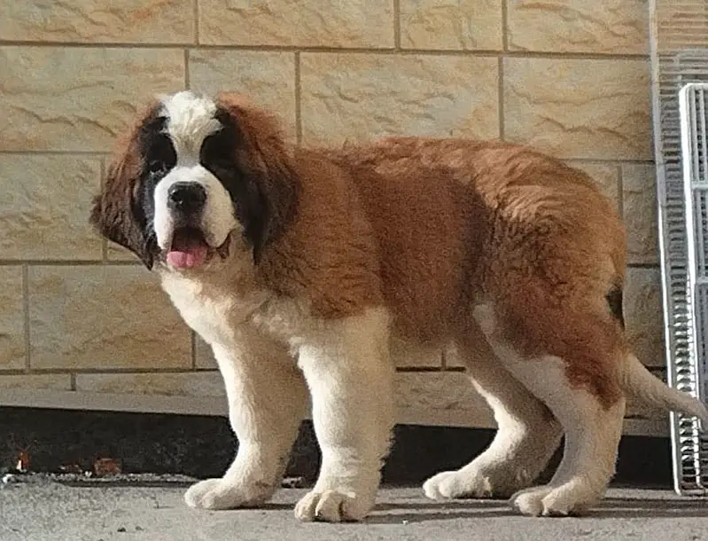 Saint Bernard — photo 3