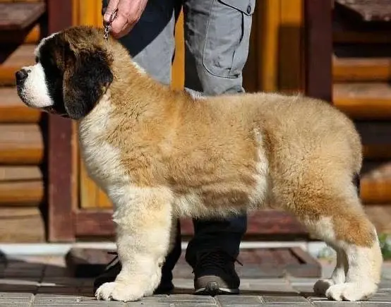 Saint Bernard — photo 4