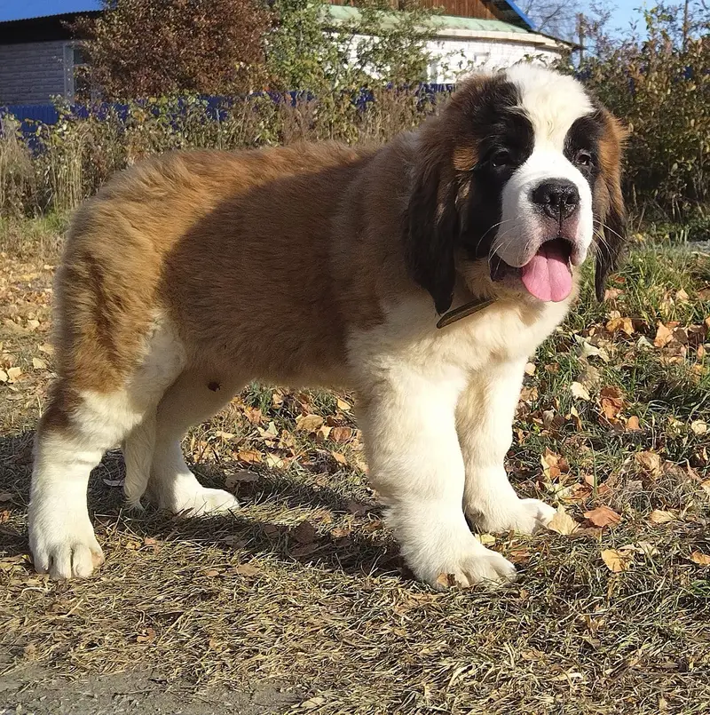 Saint Bernard — photo 6