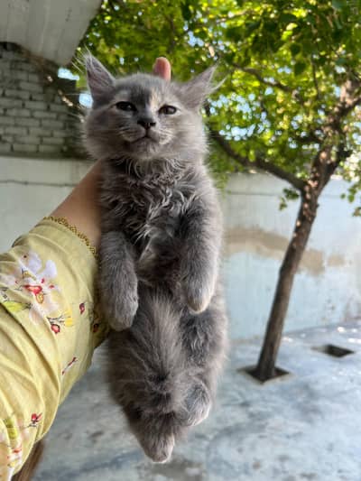 Grey Persian Cat For Sale