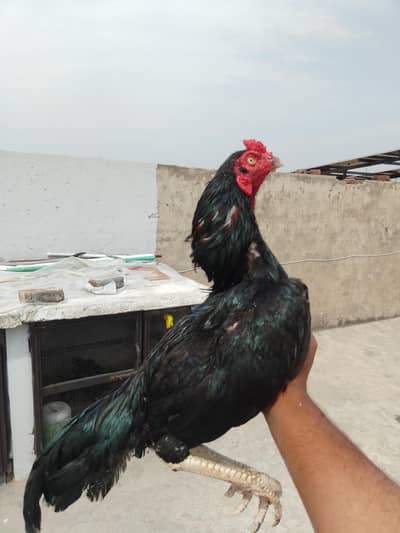 aseel patha high quality sth 3 chiks b available he 03287785524