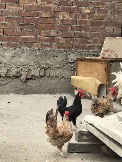 fancy bird for sale 2 female or 6 male h 3 black or 1 white