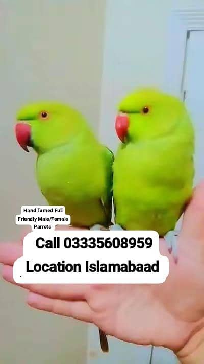 Single 5,500 Hand Tamed Friendly Green Ring Neck Male/Female Parrots