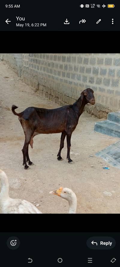 bakari/goat
