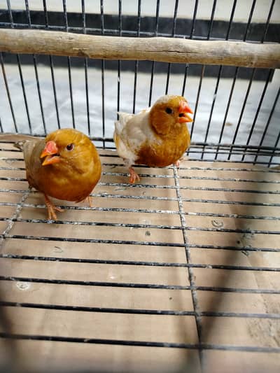 Full Orange Zebra Finch and Cage