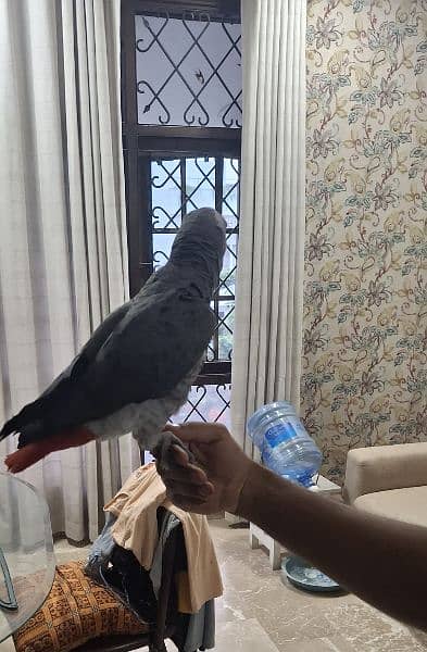 African Grey Parrot For Sale!!!