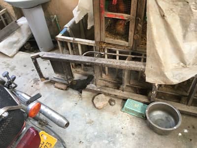 Desi Hens Pair