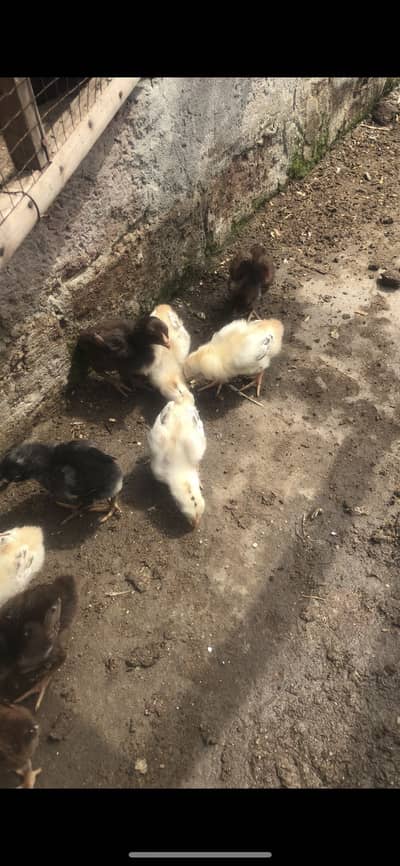 Thai cross top quality Aseel chicks