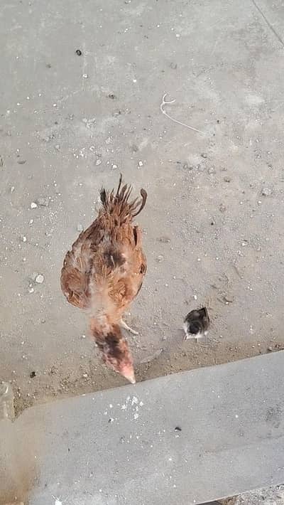 Aseel Hen with one Chick (Murgi aur 1 Choza)