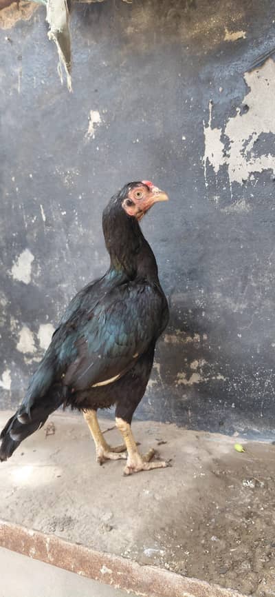 Mushki lasani madi 4sale