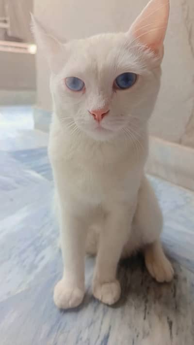 Persian kitten | double coated | High Quality | Blue Eyes | Male cat