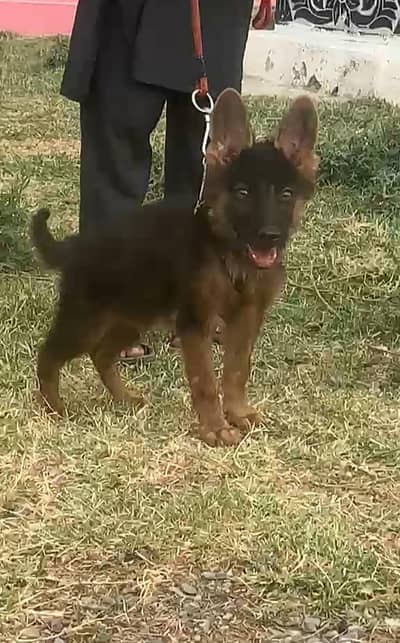 Garman Shapherd Male 03298202490