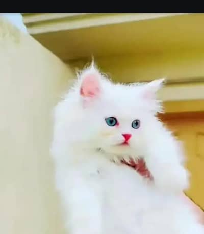(Persian female kitten) (for sale all) (Pakistan delivery available)