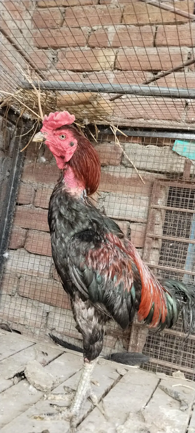 burmi pure pair available Gujranwala age 1.5 year chicks b available h