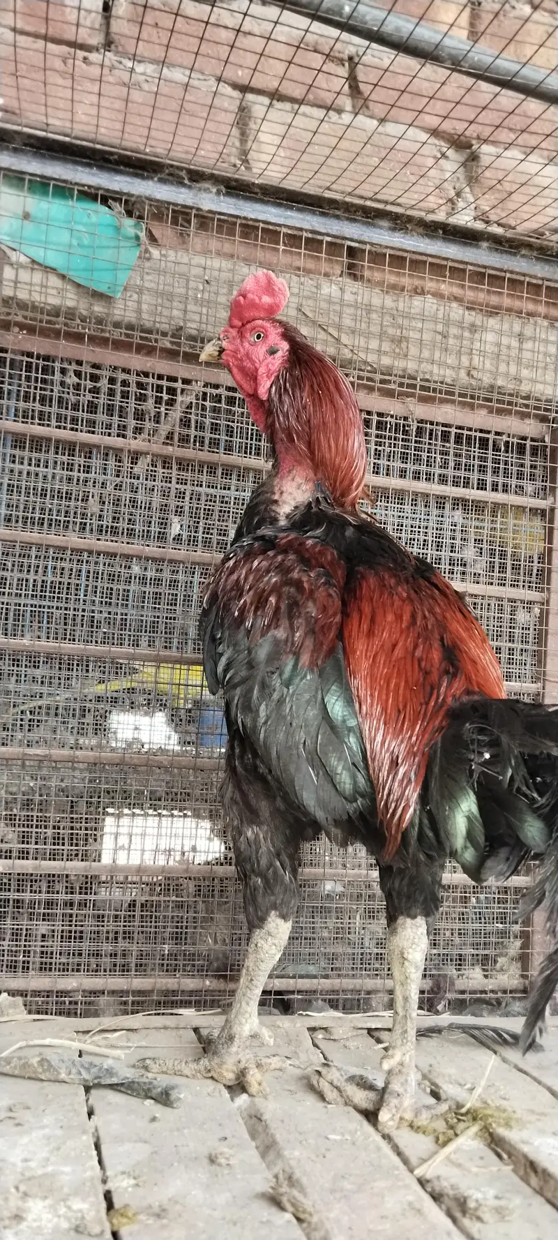 burmi pure pair available Gujranwala age 1.5 year chicks b available h — photo 2