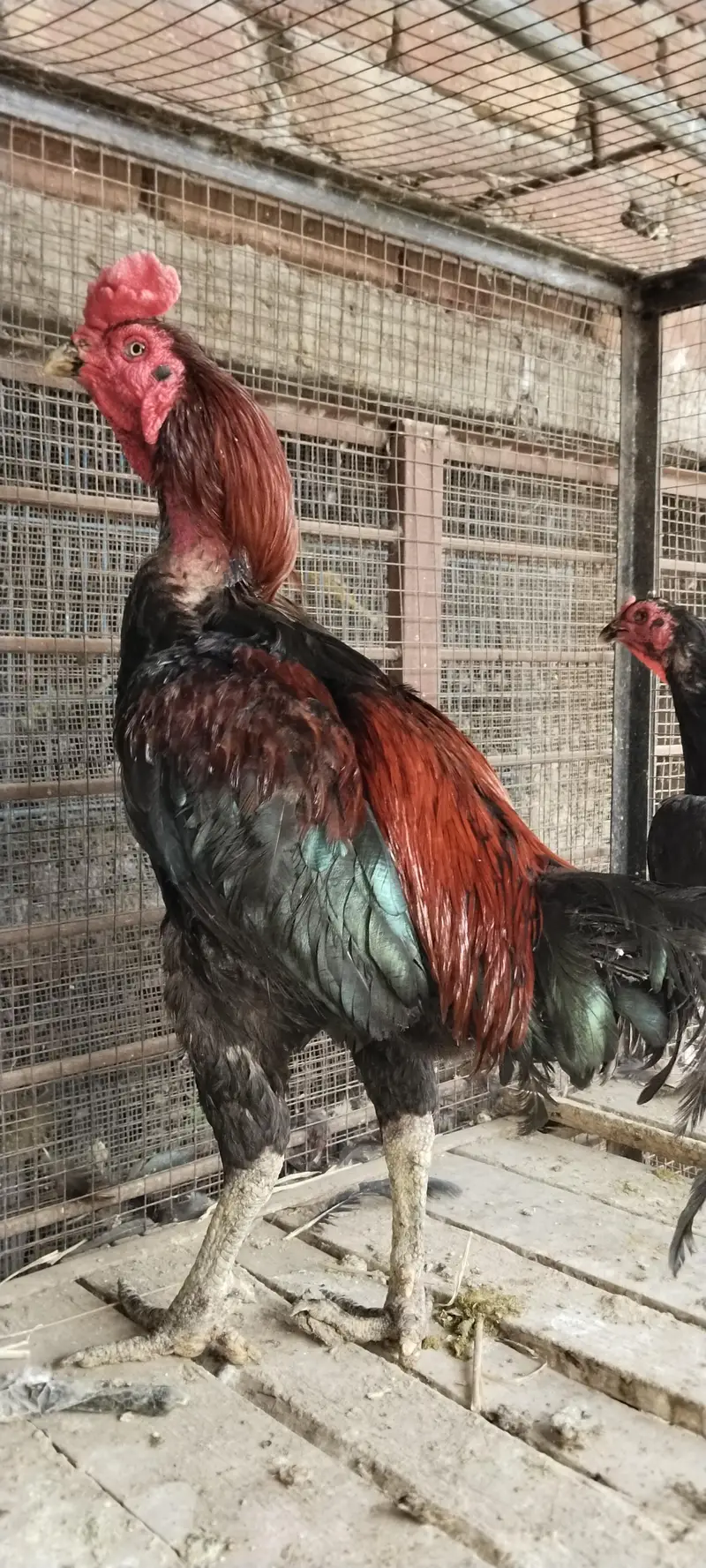 burmi pure pair available Gujranwala age 1.5 year chicks b available h — photo 3