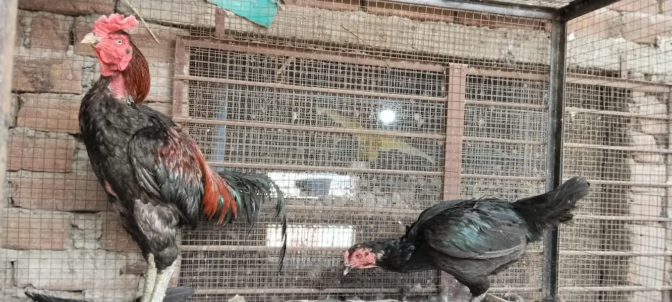 burmi pure pair available Gujranwala age 1.5 year chicks b available h — photo 4
