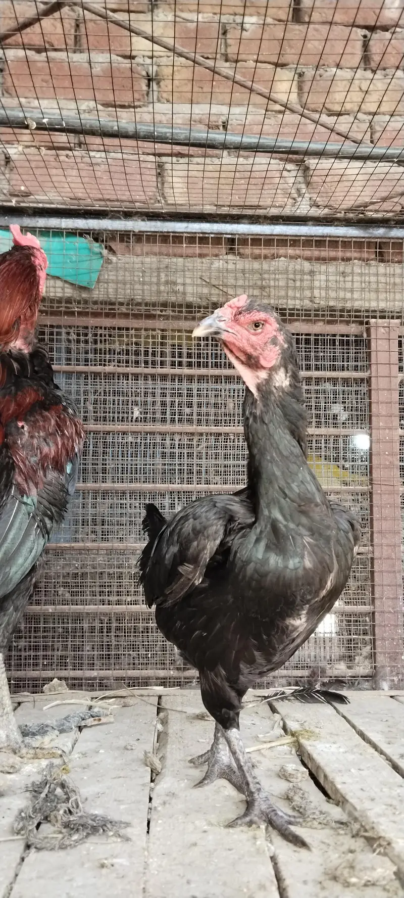 burmi pure pair available Gujranwala age 1.5 year chicks b available h — photo 5