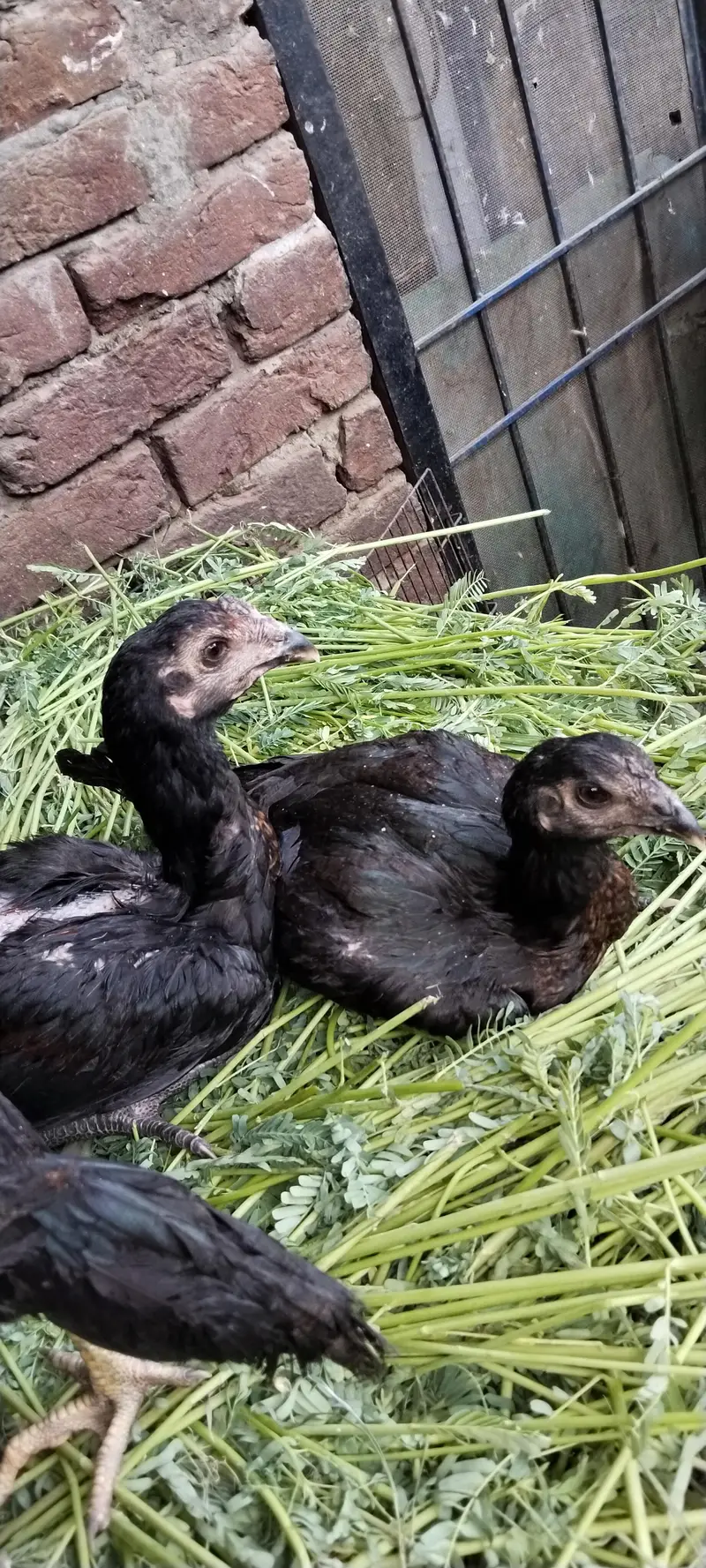 burmi pure pair available Gujranwala age 1.5 year chicks b available h — photo 6