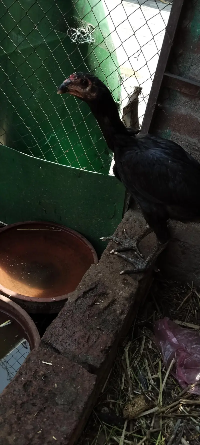 burmi pure pair available Gujranwala age 1.5 year chicks b available h — photo 7