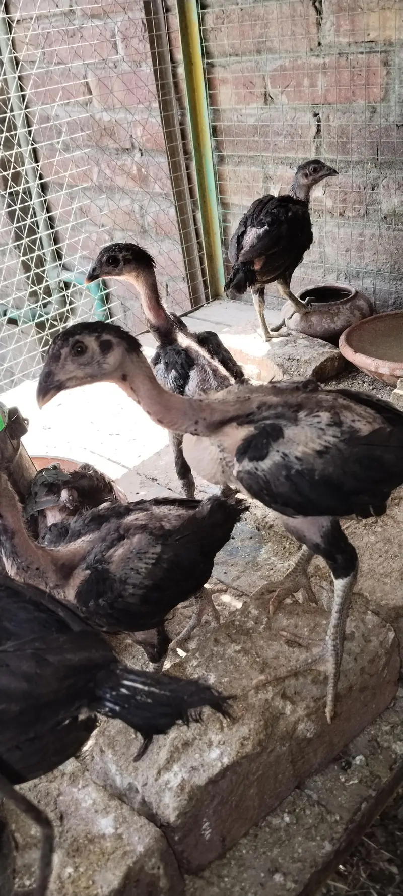 burmi pure pair available Gujranwala age 1.5 year chicks b available h — photo 9