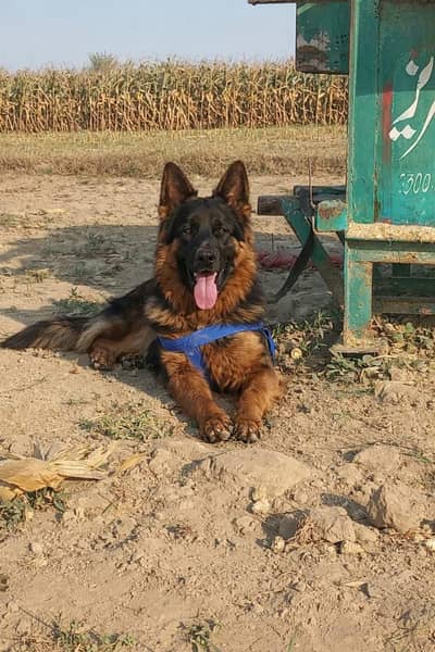German Shepherd Available for stud