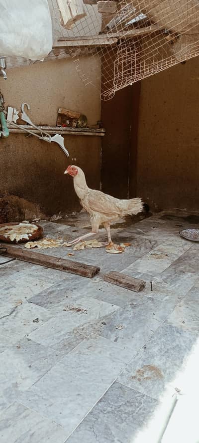 hens for sale