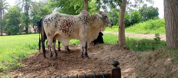 Bull | Wcha | Bchra | Desi Bchra | Qurbani Bull | wcha / Bchra / Bull