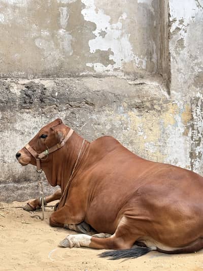 Brahman breed