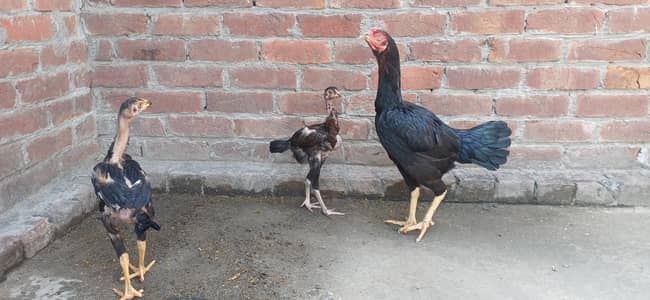 Burmi aseel hen with 02 chicks age 2 month