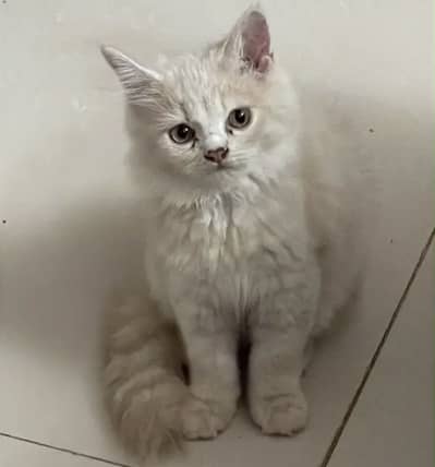 Persian kittens