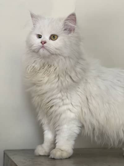 Persian cat
