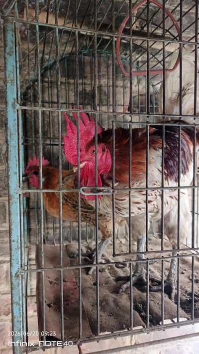 Thae Breed Misri Male and Golden Misri Female