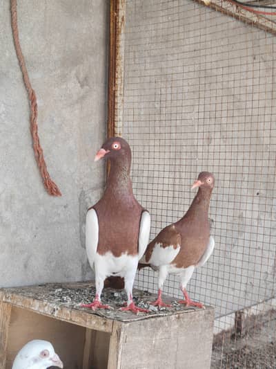 darkbrawn print high quality german danish breader pair