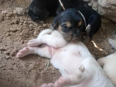 Dogs for sale