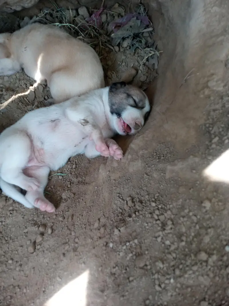Dogs for sale — photo 2