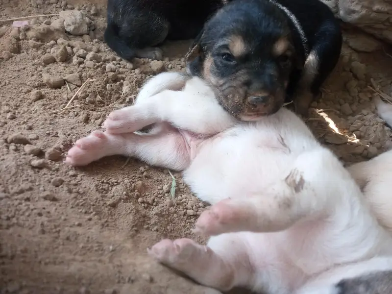 Dogs for sale — photo 3