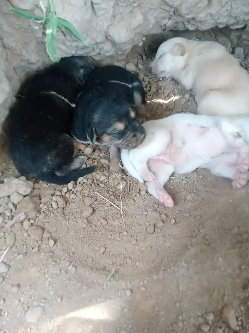 Dogs for sale — photo 4