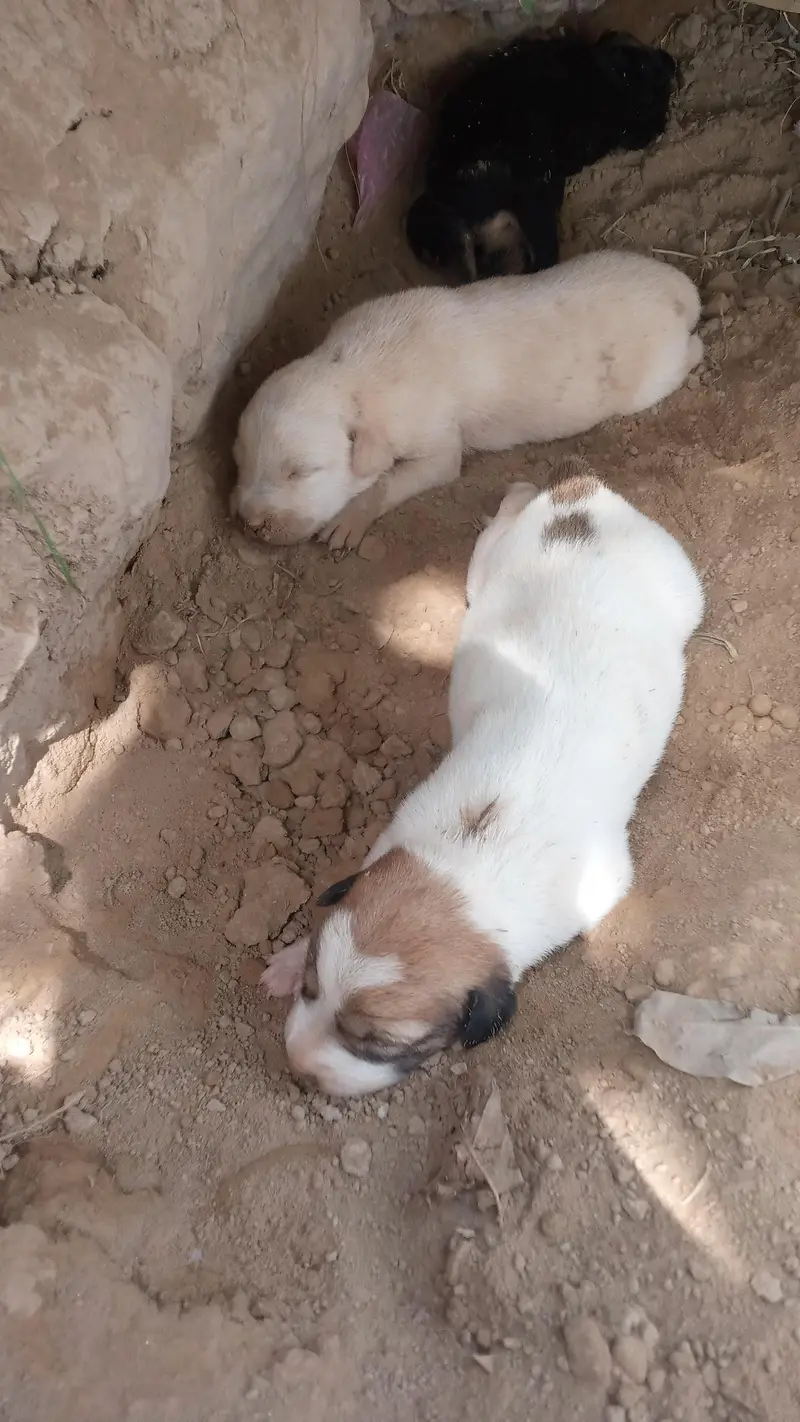 Dogs for sale — photo 7