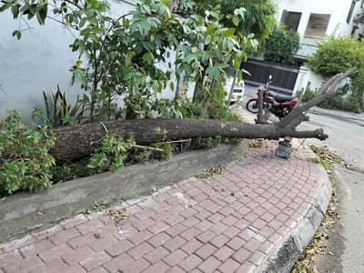 wood for sale