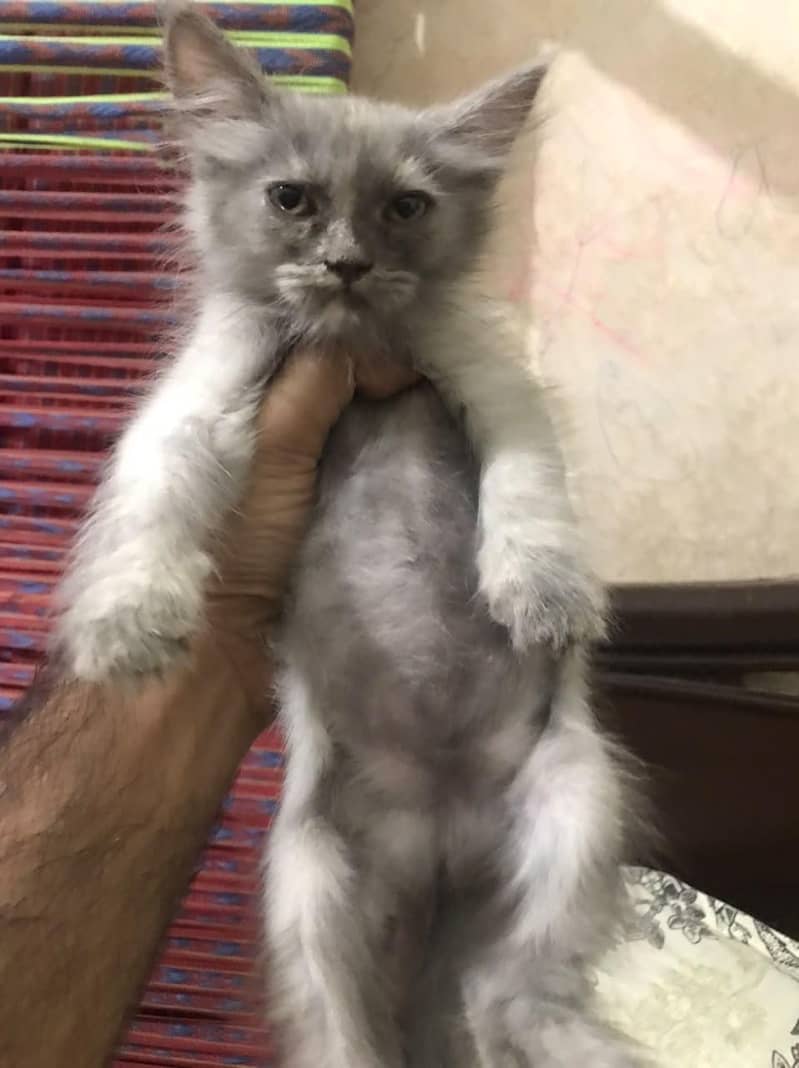 persian 0