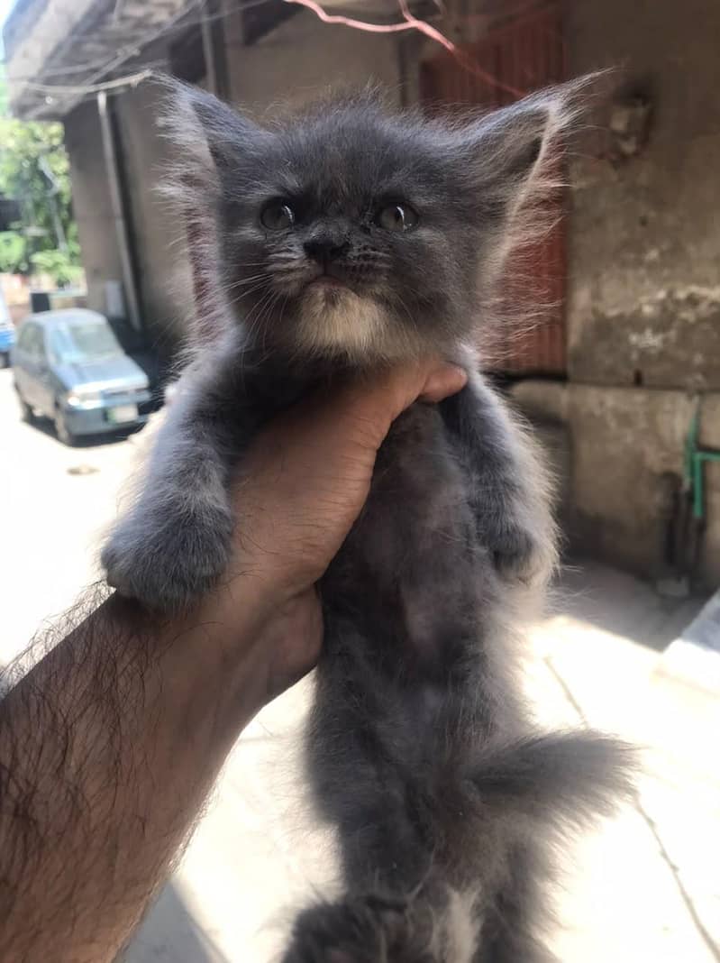 persian 1